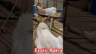 Barbari Exotic Bakra | #deonarbakramandi #bakramandi #sojatgoats #vlog #bakramandi #ruwhaidshah
