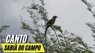 CANTO DO SABIÁ DO CAMPO | SABIÁ DO CAMPO CANTANDO MUITO