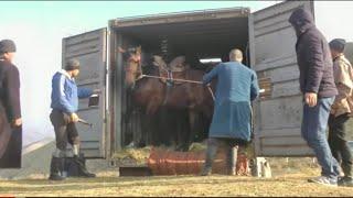 Аспҳои Бузи Дар Майдони Бузкаши н Темурмалик д Чорубкул (Кисми 2) 06 12 2020 г. УЛОК лошадь