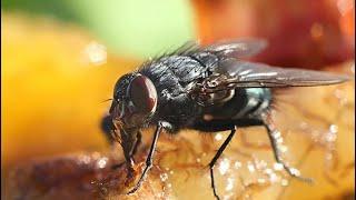 How to control flies inside your house? Proven secret…