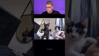 Try Not To Laugh  639 #funny  #viralvideo #shorts