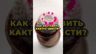 Кактус будет цвести как никогда