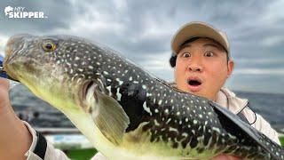 Catching & Eating DEADLY Pufferfish | Fugu | Fishing in Japan (part 2)