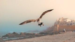 Watchtower of Morocco