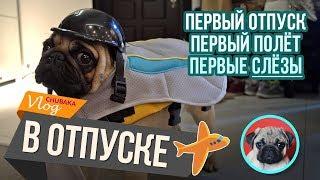 Мопс в отпуске / Полёт с собакой / Чубака заплакал! / Chubaka Vlog!