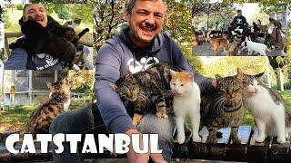 Istanbul, the city dominated by cats, is the projection of heaven on earth.