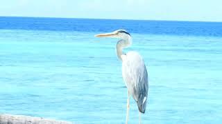 Omadhoo in South Ari Atoll, Maldives May 2024