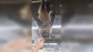 Meeting A Sloth In The Pet Store