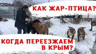 Когда переезжает в Крым питомник собак RussianDog?