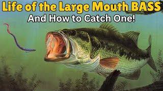 Life of the Largemouth Bass and How to Catch One!