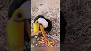 The bird that failed to mate #animals #love #shorts