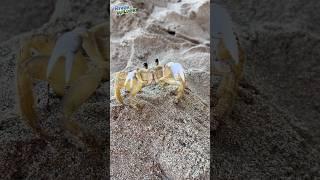  CRABBY WANTS IN! Our beach house guest?