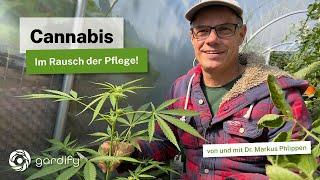 Cannabis - wie funktionieren Aussaat, Kultur und Ernte? Vergleich mit der Tomatenkultur!