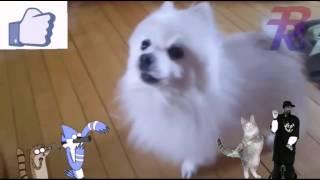 Perrita kawaio̶̶̷̤ .̫ o̴̶̷̤canta el rap de fernanfloo