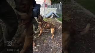 K9 MaX showing off some of his skills !! Contact (954)552-4282 for more info