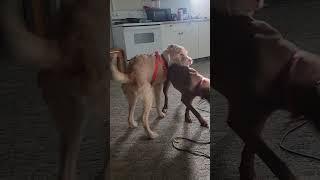 Pitbull female humping. #femaledog #pitbull #mixedbreed #funnydogs #dogplaying