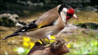 Красивое пение щегла - Goldfinch singing - ΚΑΡΔΕΡΙΝΑΣ ΕΚΠΑΙΔΕΥΤΙΚΟ