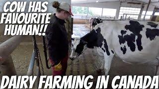 You Won't Believe How This Cow Reacts!