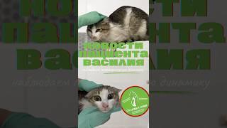 #Котик Василий смог сам покушать!!!  #врек #животные #топ #лайки #помогаемнайтидом #помощь #добро