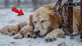 Abandoned in the Blizzard: A Mother Dog’s Last Hope as 6 Helpless Puppies Cry Out for Survival