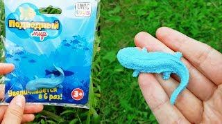 Игрушка, растущая в воде. Обзор игрушки. Увеличится ли игрушка в воде?