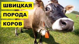 Швицкая корова разведение, содержание и уход для бизнеса | Швицкая порода коров