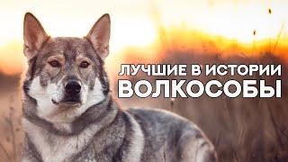 Лучшие ВОЛКОСОБЫ за всю историю существования этого направления. The best WOLFDOG in the world.