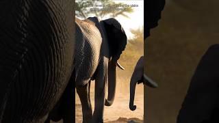 "Gentle Giants – A Silent Bond in the Wild"