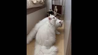 Very Cute Cats  #wildlife #catvideos #cat #kitty #smartsocietymysteries #wildliferescue