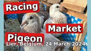 Racing Pigeon Market Lier, Belgium (24 March 2024)