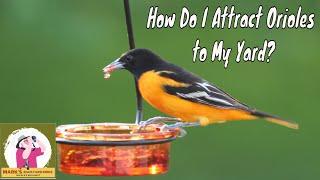 How To Attract Orioles to My Yard? #orioles #marksbackyardbirds #backyardbirdwatching