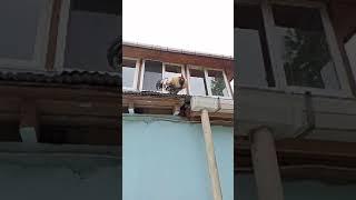 çılgın  horoz