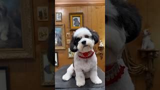 5 lessons I learned as a dog groomer #jessronagrooming #dog #shihpoo