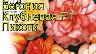 Бегония клубневая Пикоти. Краткий обзор, описание характеристик, где купить семена begonia