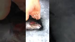 Beautiful Rainbow Trout through the ice  #fishing #icefishing