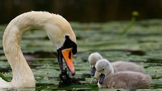 When Swans Accidently Eat Another Bird's Nest | Discover Wildlife | Robert E Fuller
