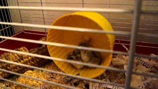 Two Russian winter white hamsters (2)