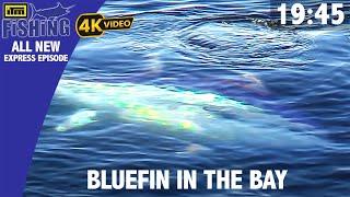 Giant Bluefin Tuna In The Bay - ITM Fishing Express Episode 4K