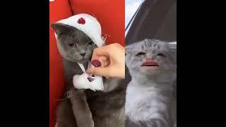 بوسي كات حزينة