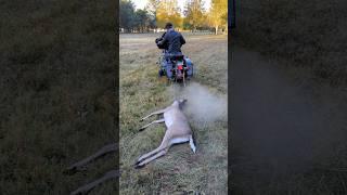 Screw your side by side, we haul our deer out of the woods with a Harley!!