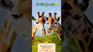 The Giraffe quiz  Викторина о жирафе #quiz # giraffe #жираф #викторина #animals #интересно