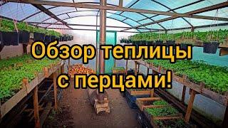 Как мы выращиваем рассаду перца для продажи с открытой корневой системой.