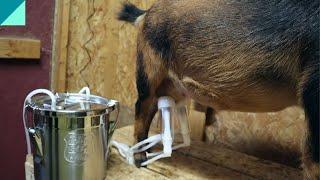Goat Milk Machine review #goats #goatmilk #goatmilking