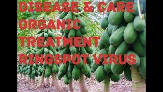 papaya plant disease , care and treatment