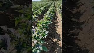 Baingan ki kheti/ brinjal farming