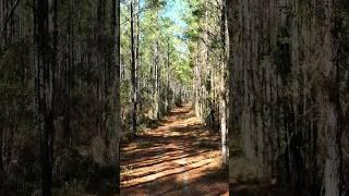 200 Acres of Timberland For Sale in North Florida #realestate #land