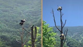 Panda Sitting On Top Of A Tree