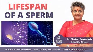 Lifespan of a sperm || Male Fertility Tips ||  Dr Chekuri Suvarchala