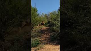 Meeting the king on foot  SOUND ON!  #bigcats #bushwalk #animalencounter #lion #southafrica