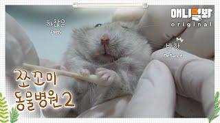 Animal Hospital for Tiny Animals 2 Ep 1 (Patient: Dubu, Dwarf Hamster)